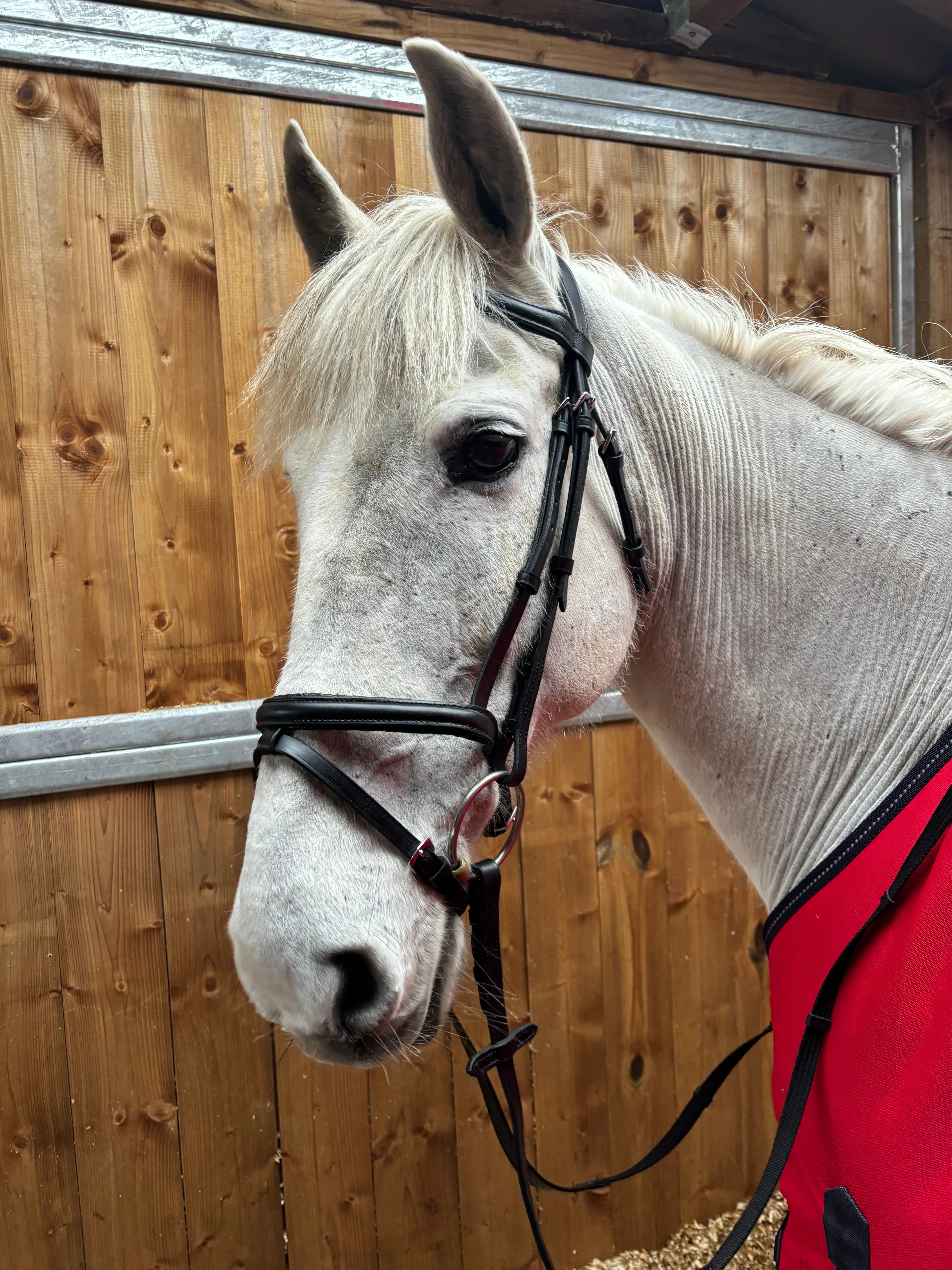 New soft comfort bridles in black ❣️