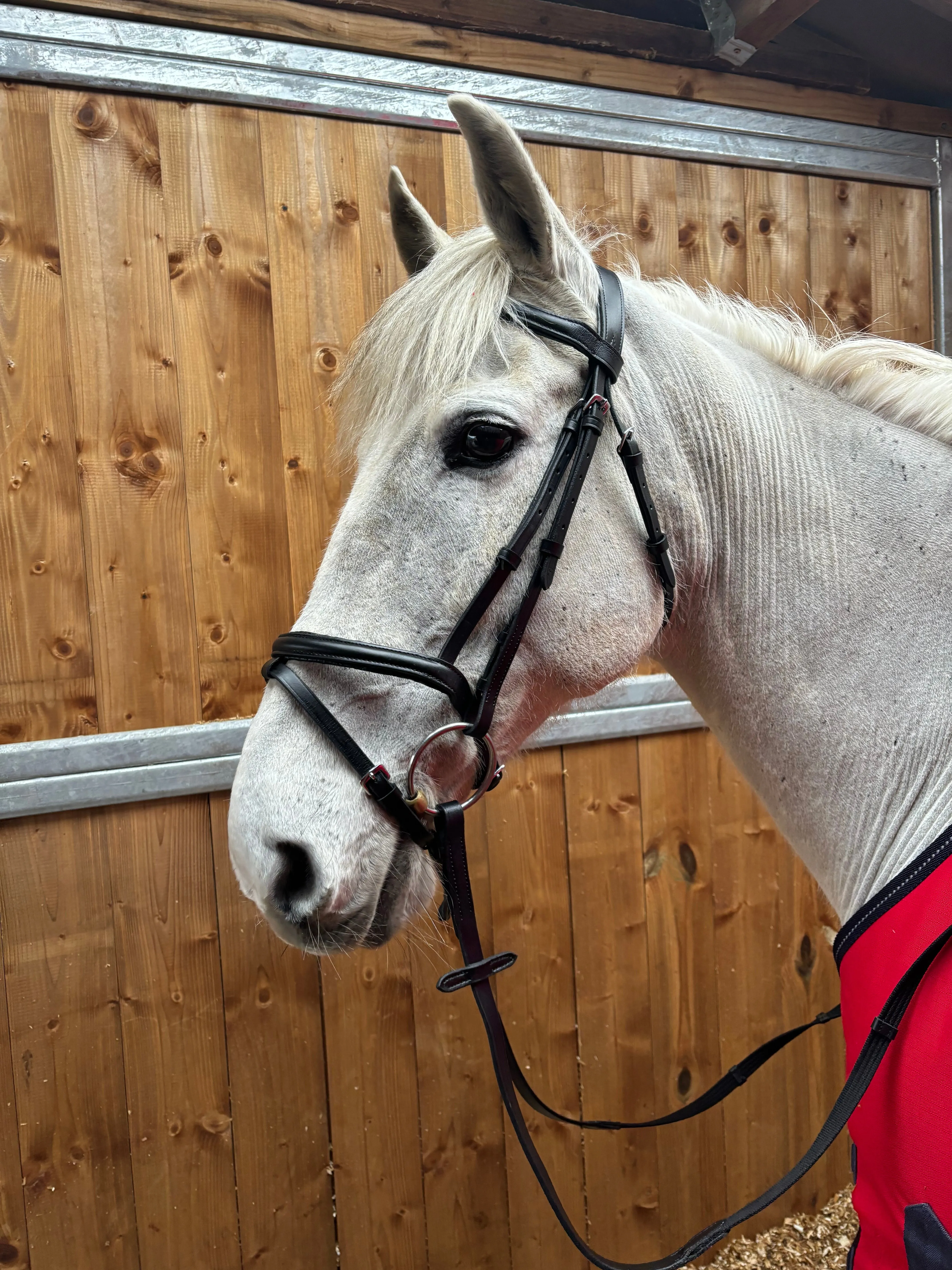 New soft comfort bridles in black ❣️