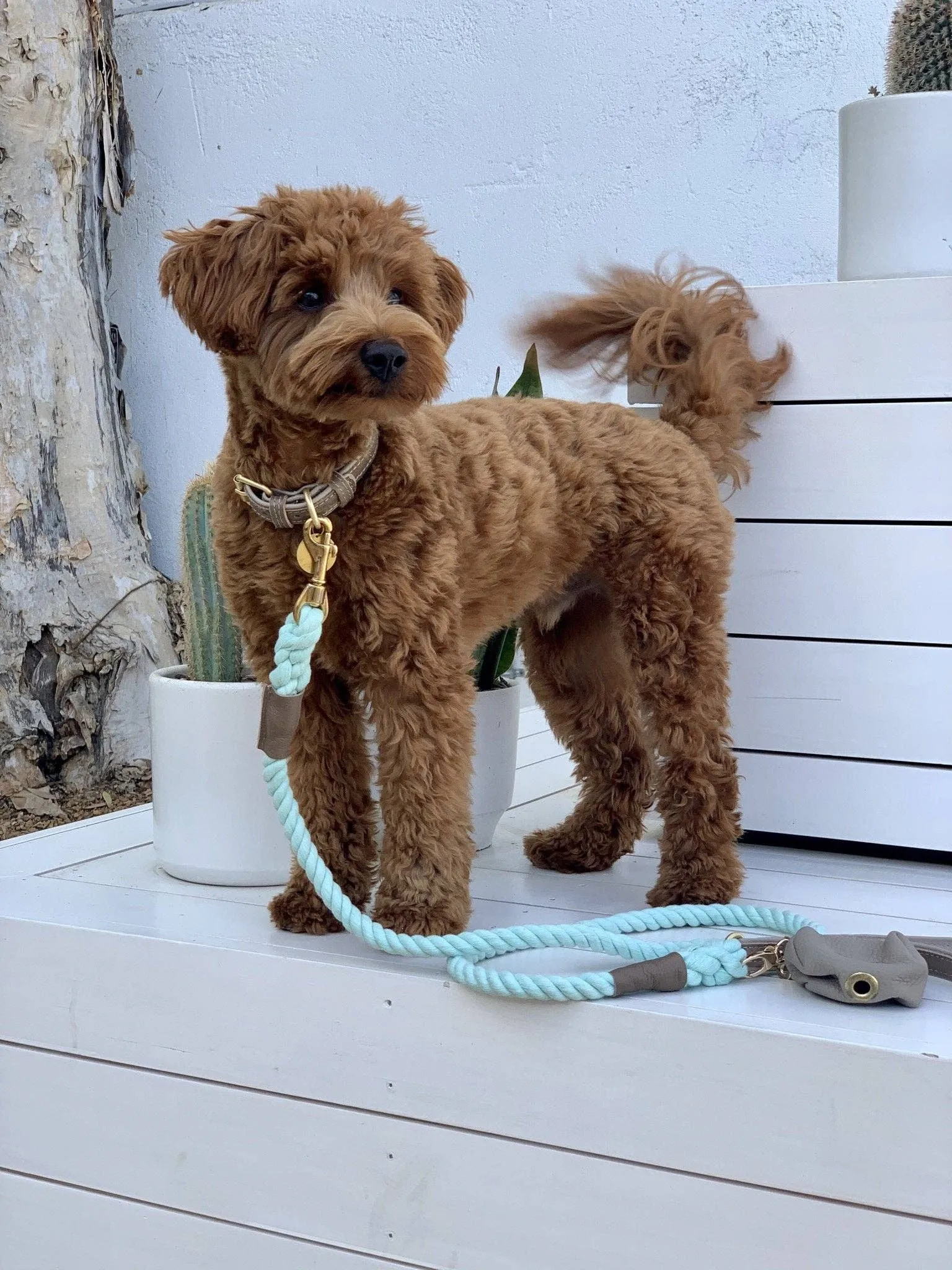 PoisePup - COLLAR - DESERT MINT