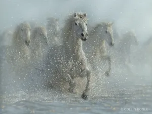 Running Wild - White Horses